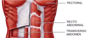 músculo recto abdominal