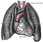 pulmon