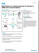 High Potency of a Bivalent Human VH Domain in SARS-CoV-2 Animal Models