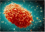 Virus de mpox (anteriormente viruela del mono) Imagen: OMS