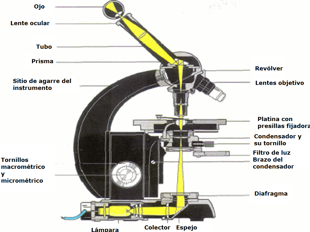 Histología Microscopio