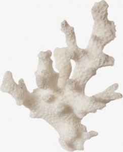 coral blanco