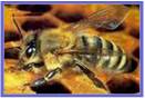 Ensayos en abejas