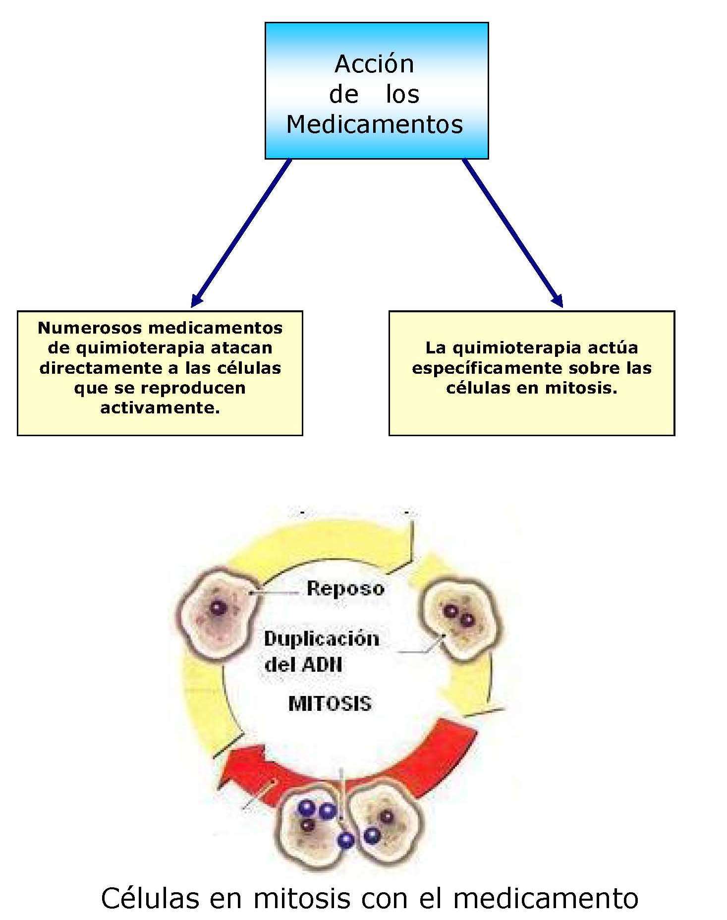 Histología Quimioterapia 8225